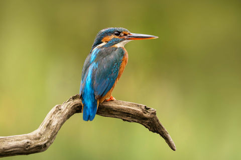 Birds by Victoria Bowers Photography