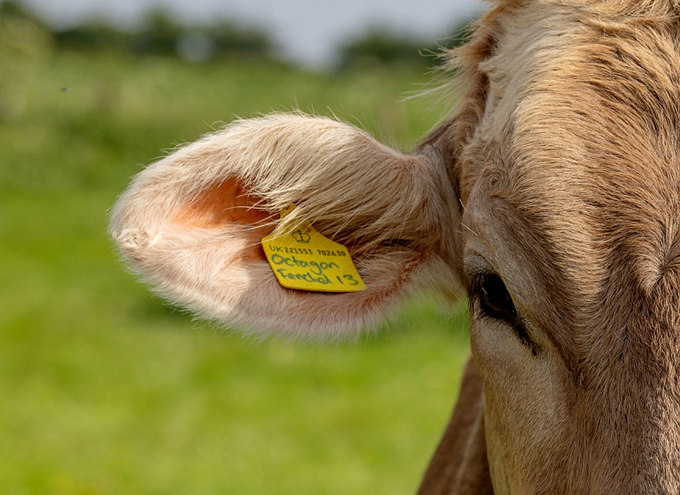 The ear tag of a cow