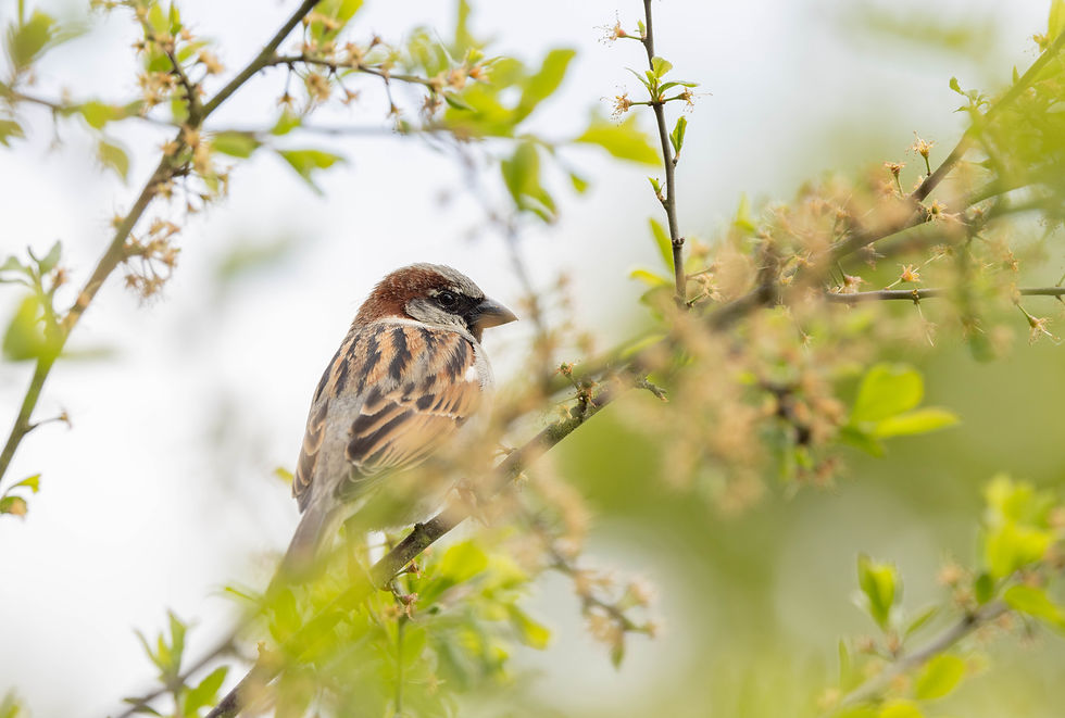 A house sparrow bird