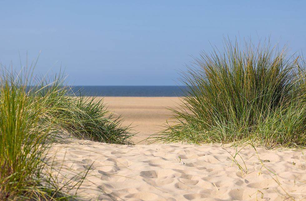 Sand dunes on a sandy beach in Norfolk