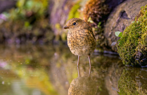 Birds by Victoria Bowers Photography