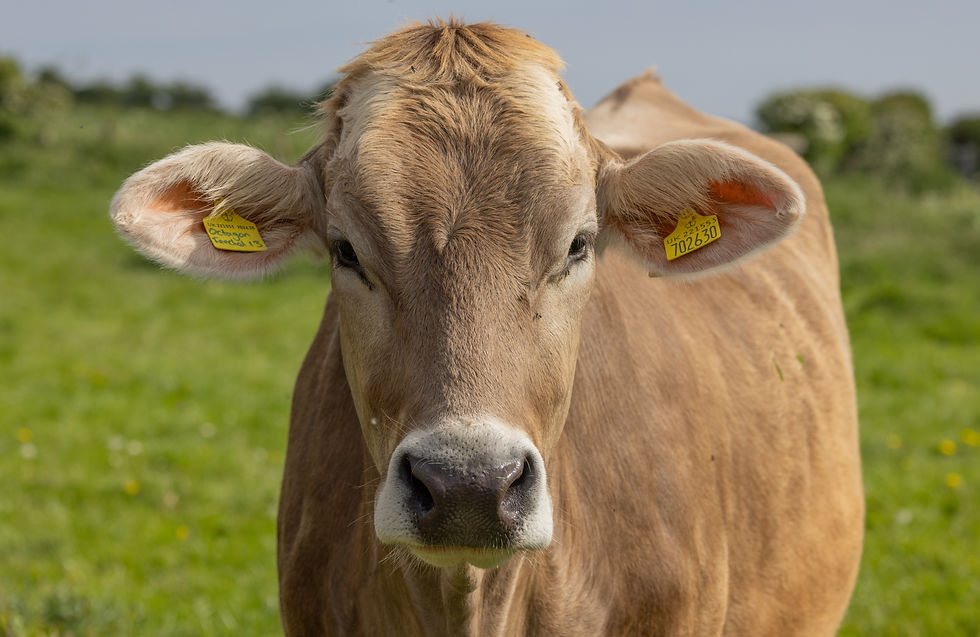 A cow looking at the camera
