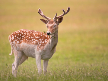 Deer by Victoria Bowers Photography