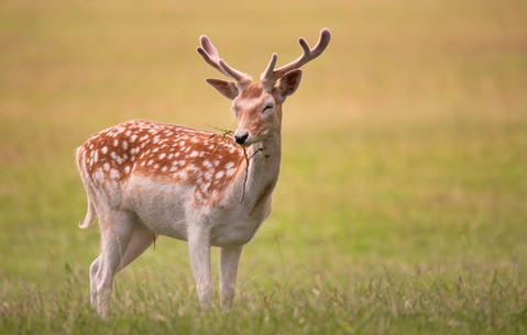 Deer by Victoria Bowers Photography