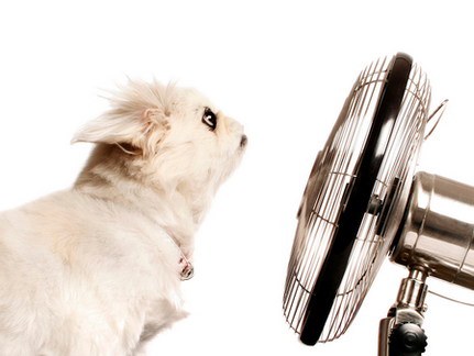 a dog in front of a fan