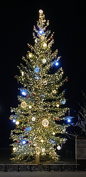 outdoor christmas trees