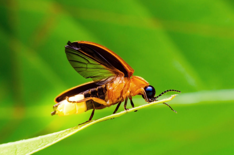 ree