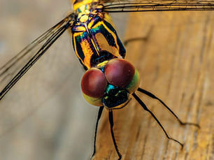 Dragonflies face increasing survival threats