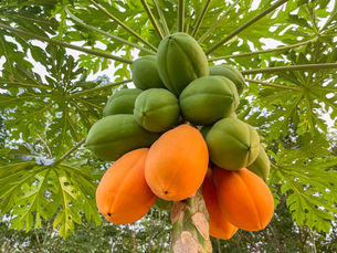 Papaya: The everyday fruit that supports digestion, immunity, and summer wellbeing