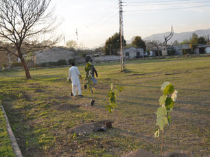 SN continues National Plantation Year