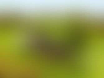 Building on sustainability: green architecture, a long-term solution to our persistent issues