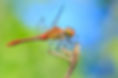 biodiversity.jpg