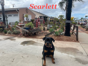 Scarlett | Rottweiler | Fullerton, CA | In - Training