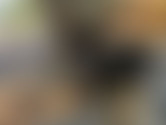 Wolf | German Shepherd | Newhall, CA | In - Training 