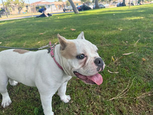 Ivy | English Bulldog/Frenchie Mix | Culver City, CA | In - Training