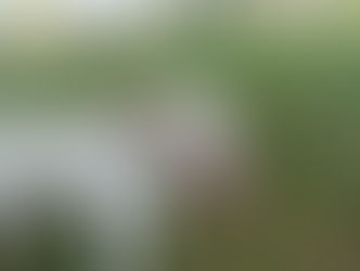 Ivy | English Bulldog/Frenchie Mix | Culver City, CA | In - Training