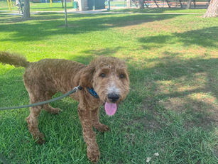 Luca | Goldendoodle | Long Beach, CA | In-Training