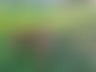 Luca | Goldendoodle | Long Beach, CA | In-Training