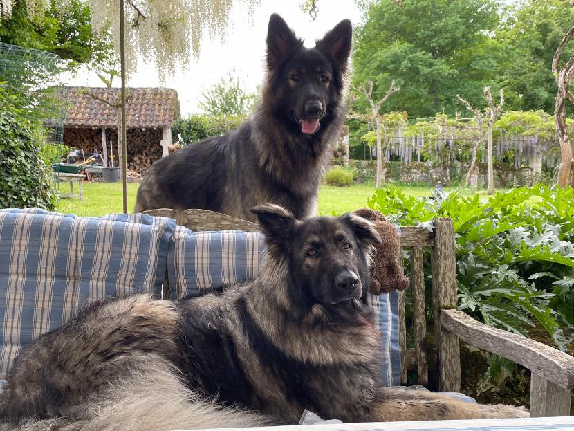 L'histoire de la race Shiloh Shepherd