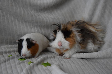 DSC_1165.JPG