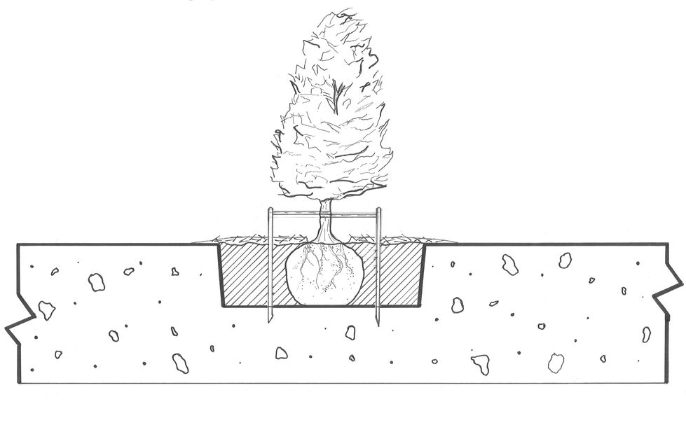 Tree planting detail