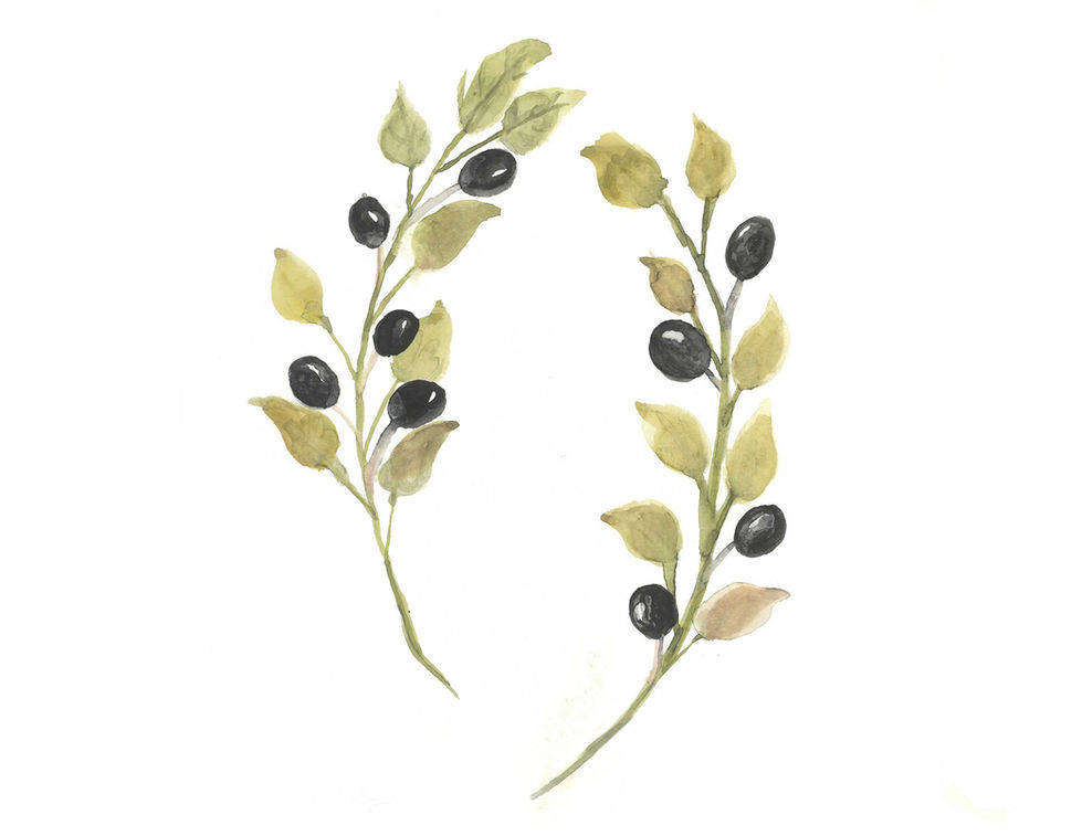 Olive Branches
