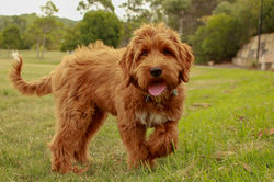 At the park Feb 2018 1 - Copy