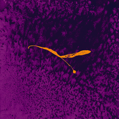 Lindfroot – Morph.png