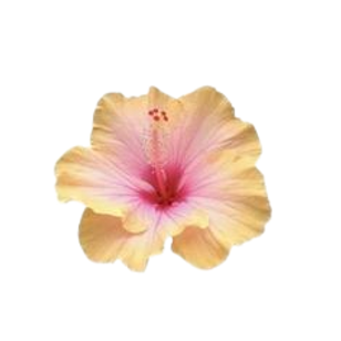14a20f9c4ebe50084893758972b068f9-removebg-preview.png