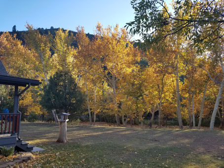 Retrieving the Leaf Cutter Bee Cocoons From Site3/Flowing Springs in Payson, AZ