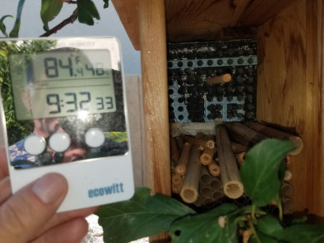 Checking on the Leaf Cutter Bees on 17 September 2019