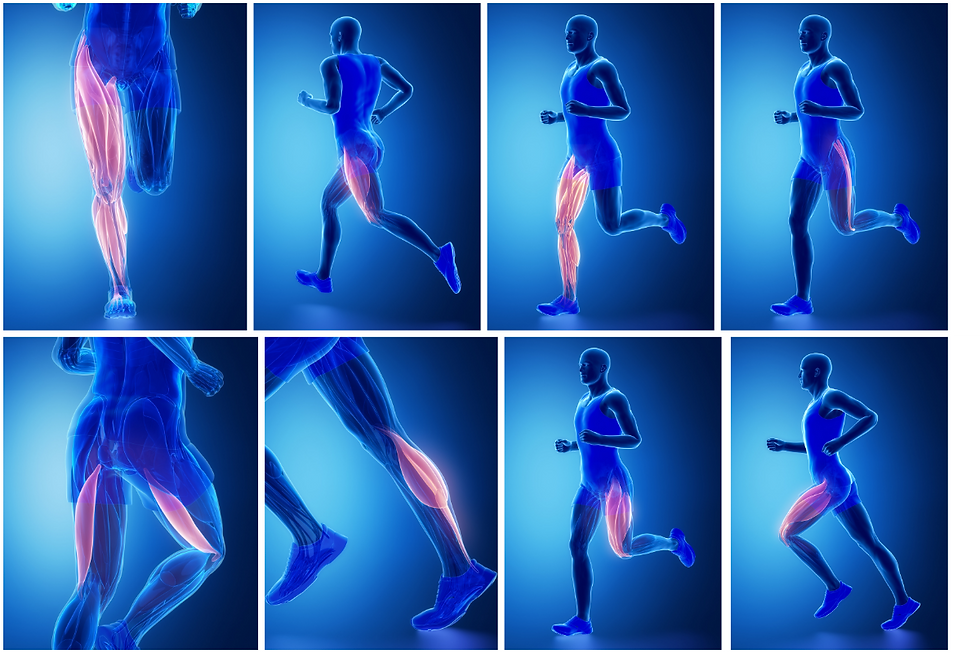 X-ray style images of a runner showing highlighted leg muscles in motion against a blue background. Multiple angles are depicted.