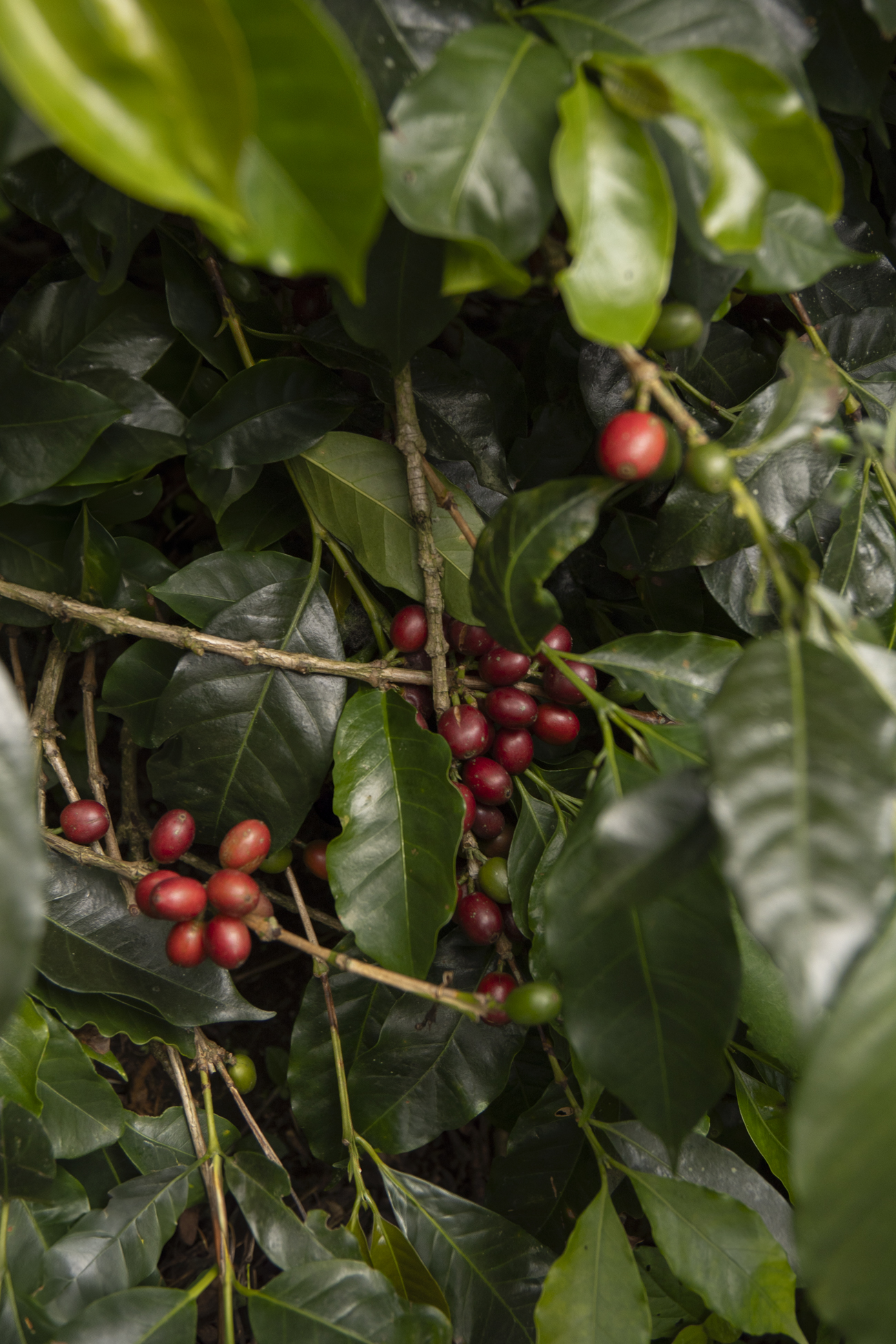 2610_24_LUISA Y FAMILIA CAFETAL (1).jpg