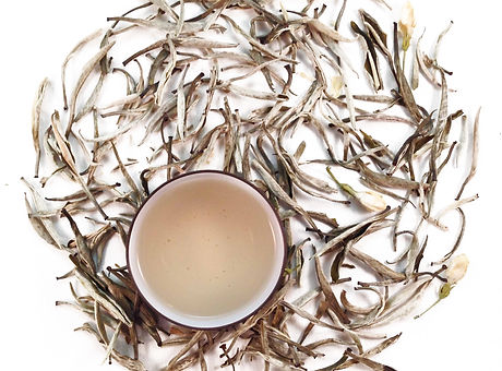 white tea, شاي ابيض, chá branco, белый чай, 白茶, thé blanc, 白いお茶, 백차, valkoista teetä
