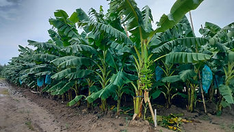 Cavendish farm in purwakarta region