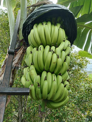Cavendish banana from pt wonderful indonesia corp's farm