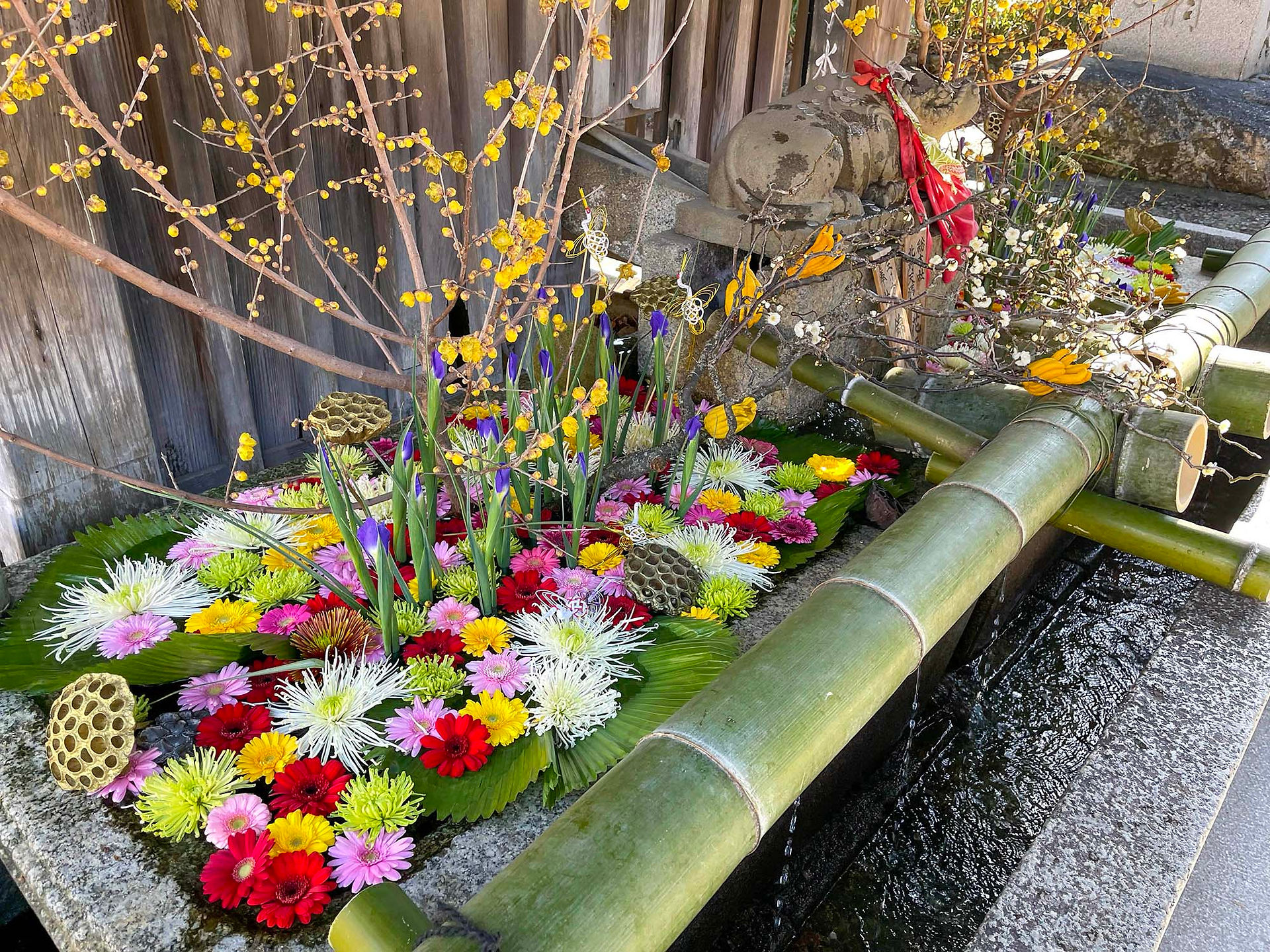 綺麗な花々