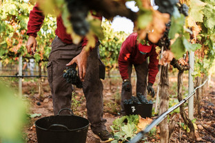 LA RIOJA ALTA, S.A.: Prometedora vendimia, revolucionaria trazabilidad Quality Innovation Award...