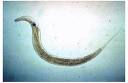 Parasites