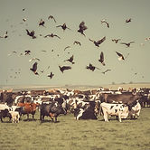 Birds Flying Overt Cattle