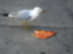 Bird outdoors eating food