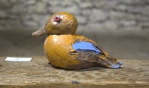 Canard ailes bleues