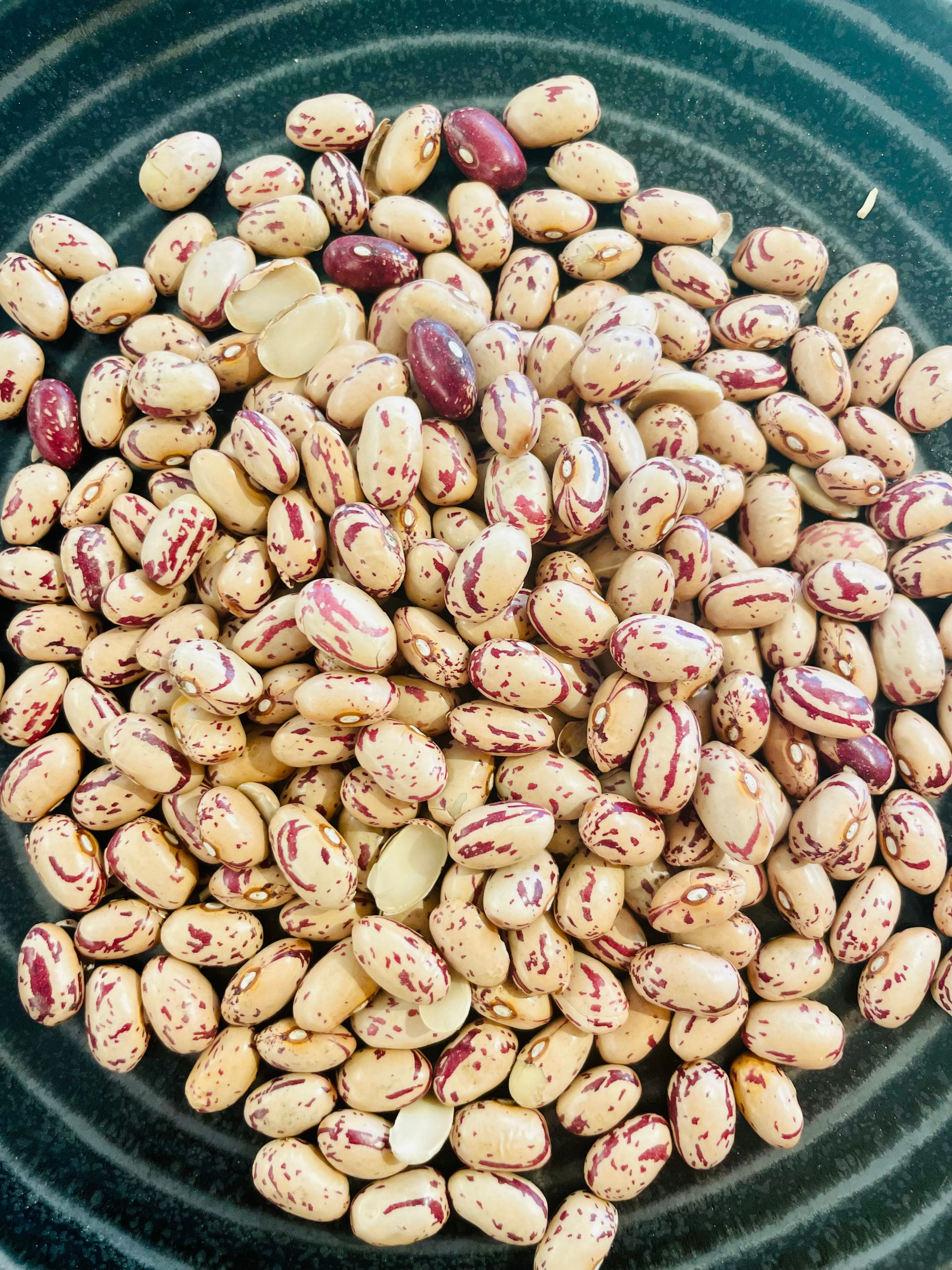 Haricot borlotti bio