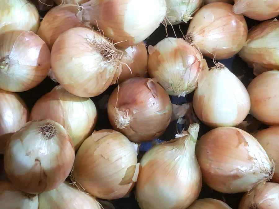 Cebola