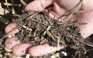 Lodo convertido passivamente em composto organico nas UGL Wetlands.