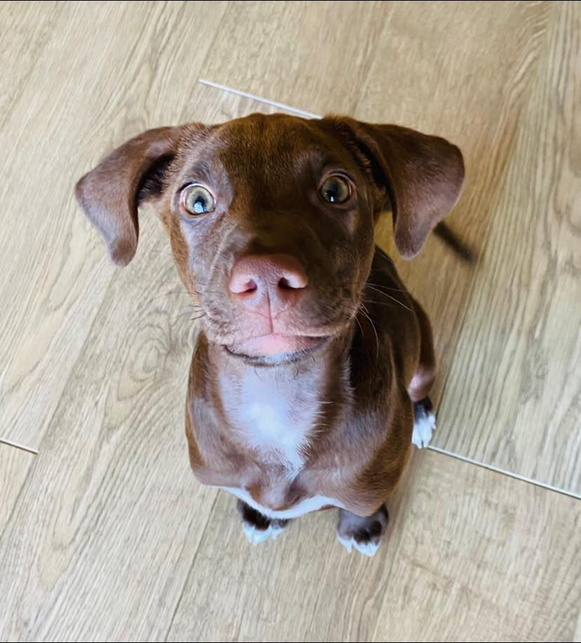 Puppy play