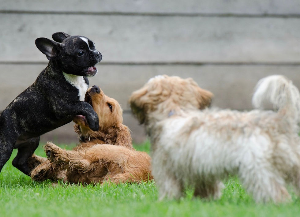 Puppy social club/ Sitges (trainer Isabelle)