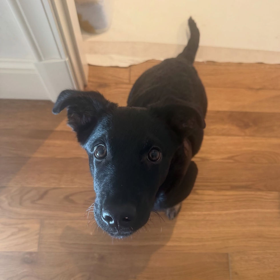 Puppy social club/ Sitges