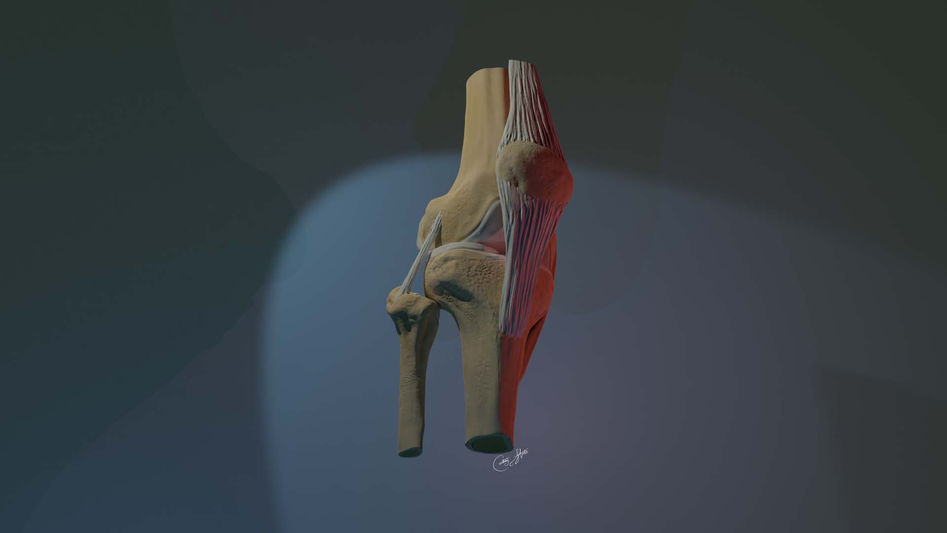 Stabb 3D Model Anatomy Knee Joint