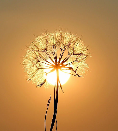 pissenlit soleil.jpg